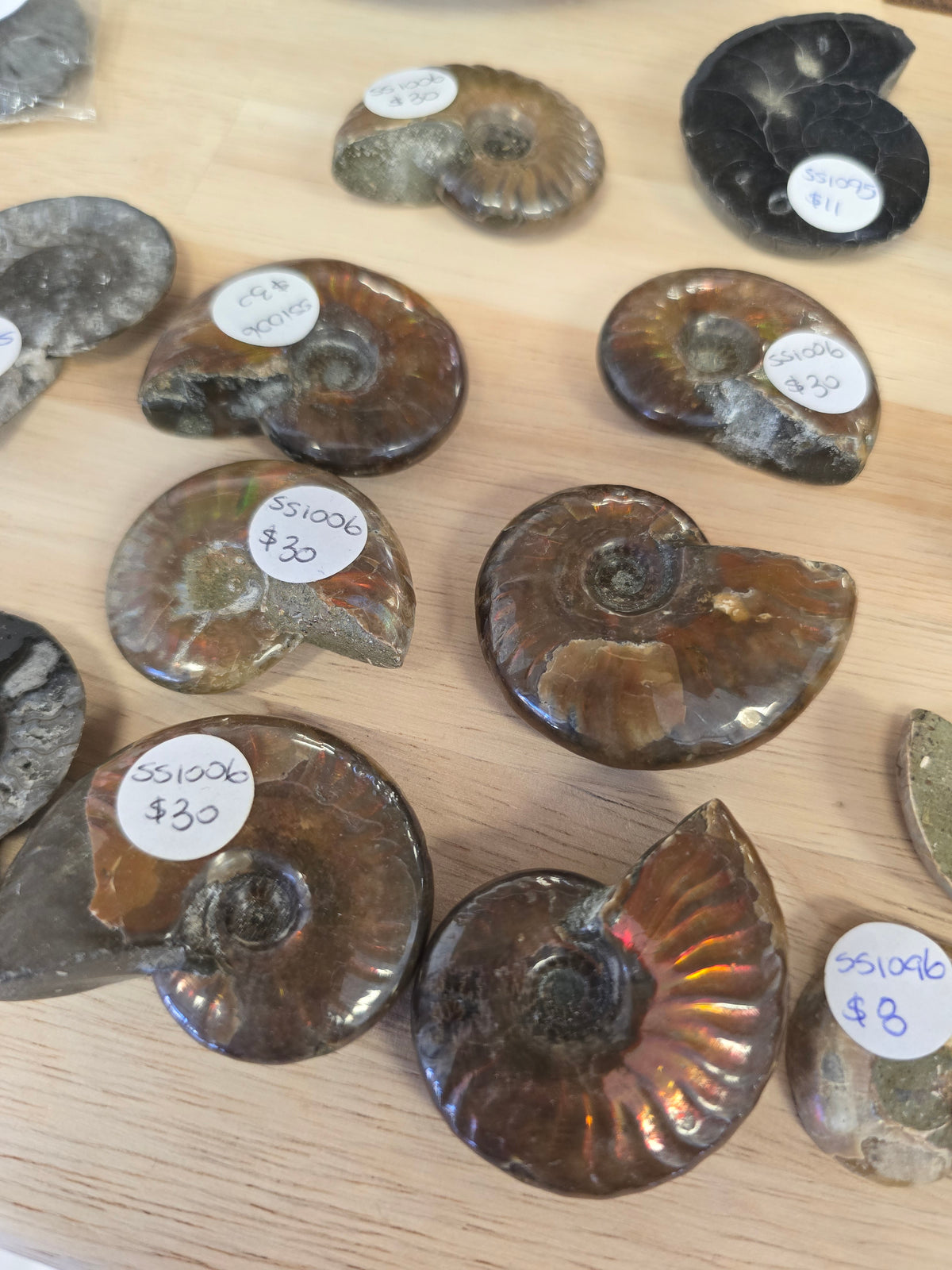 Ammolite Ammonite