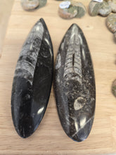 Load image into Gallery viewer, Orthoceras Fossil