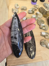 Load image into Gallery viewer, Orthoceras Fossil