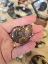Load image into Gallery viewer, Ammolite Ammonite